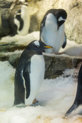 ジェンツーペンギン