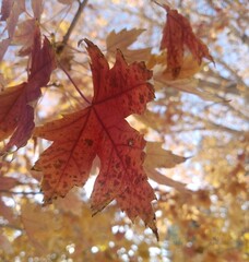 Fototapeta premium autumn maple leaves