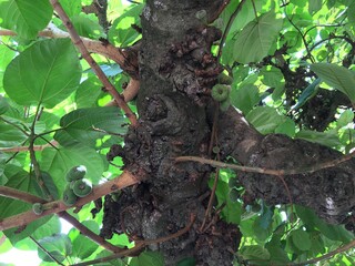 Galhos e folhas de uma árvore frondosa 1