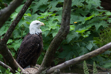 Bald Eagle outdoors in the sunlight