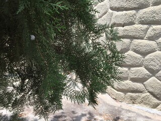 Pinheiro em frente ao muro de pedras brancas 1