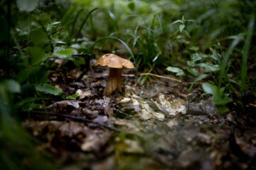 White mushrooms in the woods, on a background of leaves, bright sunlight. Boletus. Mushroom