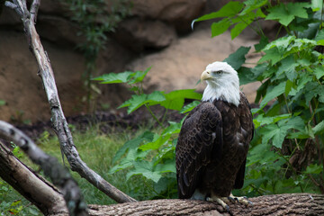 Bald Eagle outdoors in the sunlight