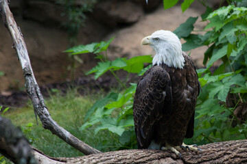 Bald Eagle outdoors in the sunlight