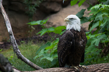 Bald Eagle outdoors perched near the ground
