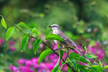 bird on a tree