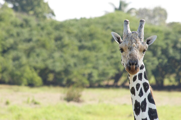 Interesting giraffe scene in the savannah, close-up of the face, portrait. Yumka Park, Villahermosa, Tabasco, Mexico.