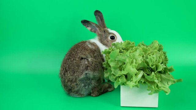 The big white brown rabbit eating green fresh lettuce leaves in the wooden box on green background. Furry lovely bunny sitting and eat green vegetables on green background. Easter concept.
