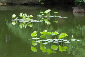 庭園池の蓮の葉