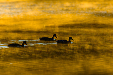 Mist Rises from the Lincoln Memorial Reflecting Pool as Ducks Glide By at Sunrise