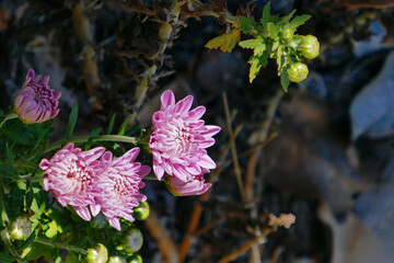Chrysanthemum flower bud in a garden