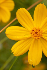 background with beautiful yellow flowers and bee in the garden