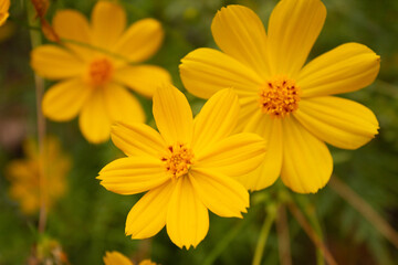 background with beautiful yellow flowers and bee in the garden