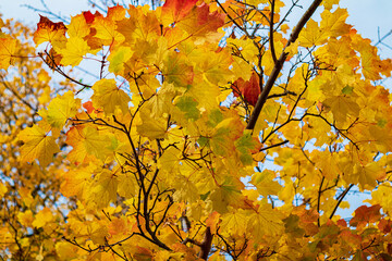Autumn background of yellow maple leaves