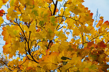 Autumn background of yellow maple leaves