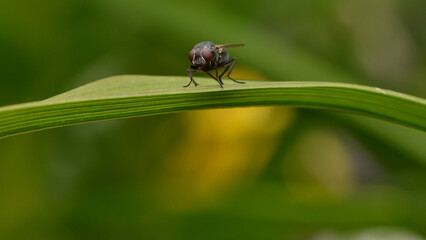 Horizontal Fly
