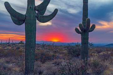 Close Up View Of Two Cactus At With Colorful Sunset