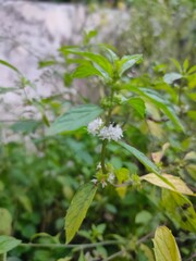 wild strawberry plant