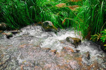 hermoso rio con piedras en medio de plantas verdes 
