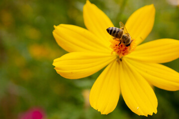background with beautiful yellow flowers and bee in the garden