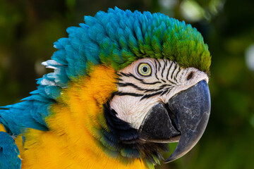 arara