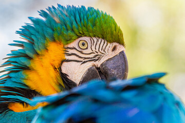 Fototapeta premium arara