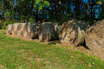 rolls of hay under the trees