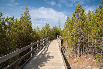 Fototapeta na wymiar The boardwalk trail leading to Steamboat Geyser, the worlds largest geyser, in Yellowstone National Park
