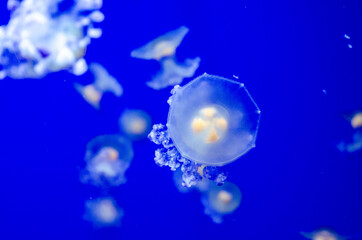 Jellyfish