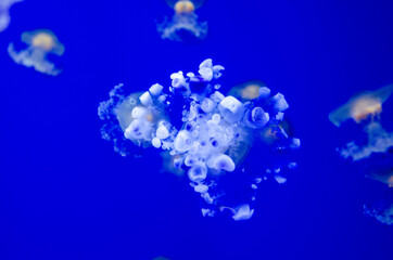 Jellyfish