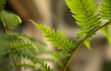 Natural texture and pattern. Closeup view of a Cyathea cooperi fern, also known as Australian Tree Fern, hairy peduncle, stem, and underside of the green frond and leaflets.