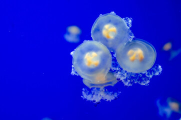 Jellyfish