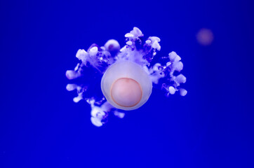 Jellyfish
