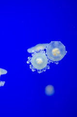 Jellyfish