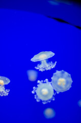 Jellyfish