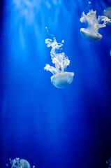 Jellyfish