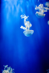 Jellyfish