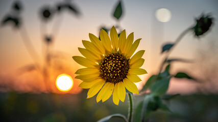 Sunflower, sunset and moonrise.