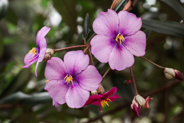 Flores violetas florecidas en un jardín.