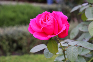 ピンク バラ ローズ 薔薇 バラ 赤 ガーデン