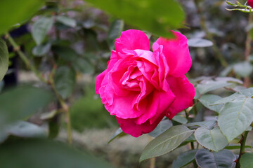 薔薇 バラ ローズ ピンク 赤 葉っぱ