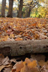 Autumn leaves, a log, and a line of trees