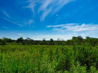 Fototapeta na wymiar Meadow on a Beautiful Summer Day with Green Plants and Trees Under a Bright Blue Sky with Clouds