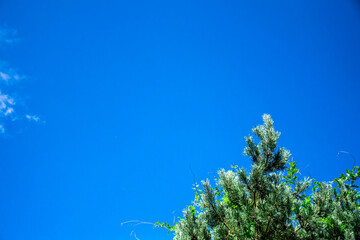 Image of blue sky and top of conifer tree.