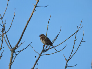 Song Sparrow Bird Sits on the Top of a Tree on Bare Branches with Bright Blue Sky in the Background Brown Songbird