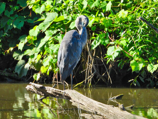 A Great Blue Heron Bird Scratches Wing with Yellow Beak While Balancing on a Log on the Side of the Pond with Summer Green Foliage Along the Shore