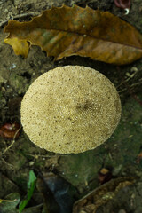 A view of the common puffball or lycoperdon perlatum viewed from above. The dark patch is where the spores escape.
