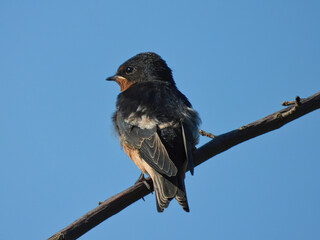 Bank Swallow Bird Perched on a Lone Tree Branch Looking to the Side in Profile View and See Orange Colored Breast with Bright Blue Clear Sky 