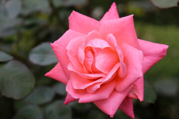 ピンク バラ ローズ 薔薇 大輪