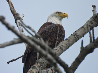 Bald Eagle Bird of Prey Perched in a Bare Tree Looking Majestically in Profile View with Storm Clouds in Background